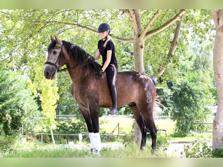 PRE Mix Wallach 10 Jahre 170 cm Rappschimmel in B&#xF6;tersen