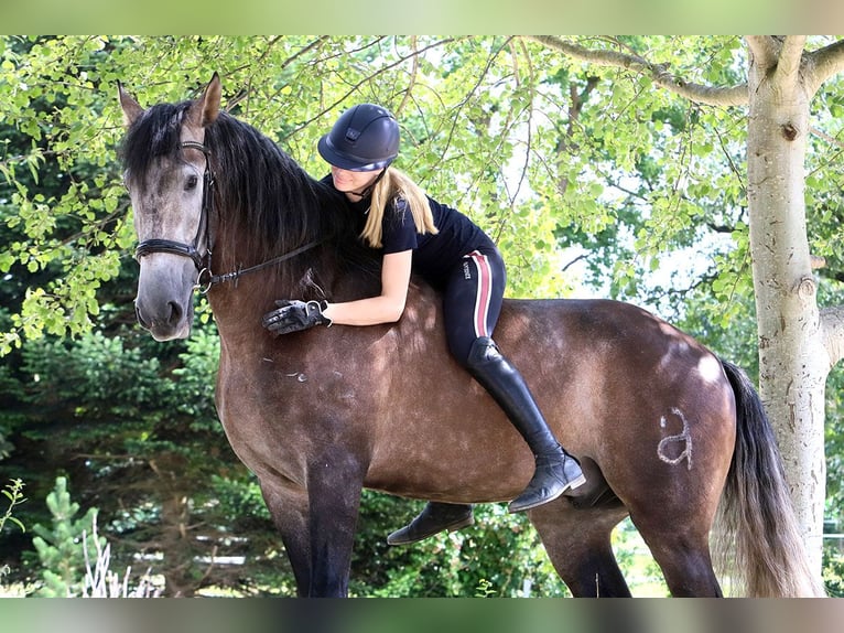 PRE Mix Wallach 10 Jahre 170 cm Rappschimmel in B&#xF6;tersen