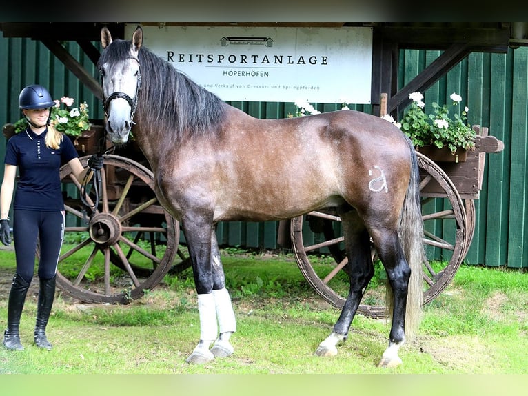 PRE Mix Wallach 10 Jahre 170 cm Rappschimmel in B&#xF6;tersen
