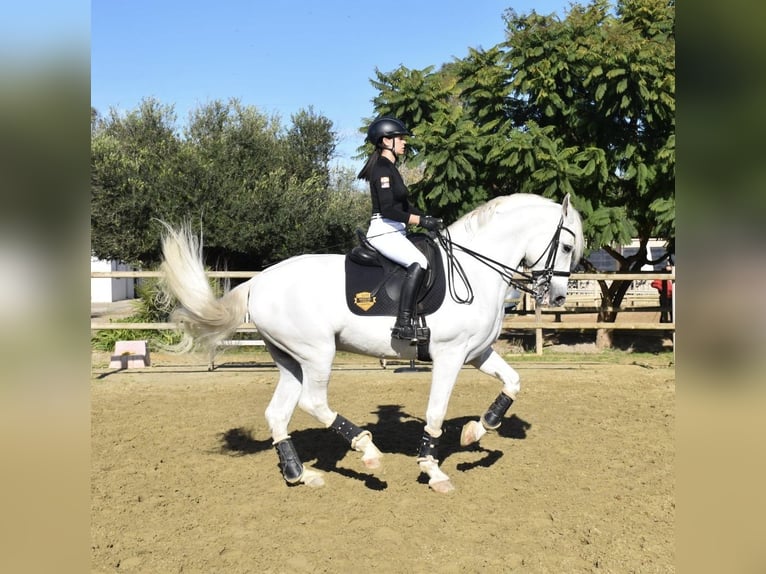 PRE Mix Wallach 10 Jahre 170 cm Schimmel in Los Barrios