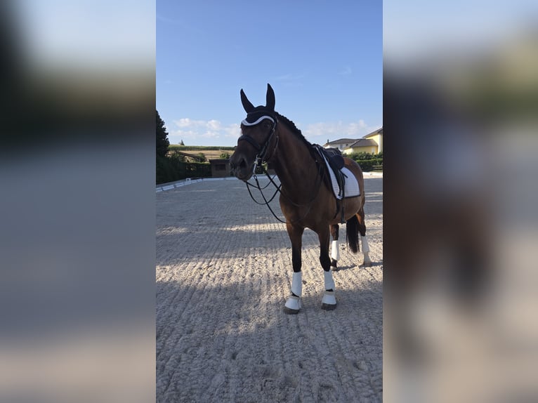PRE Mix Wallach 10 Jahre 171 cm Brauner in Rohr in Niederbayern
