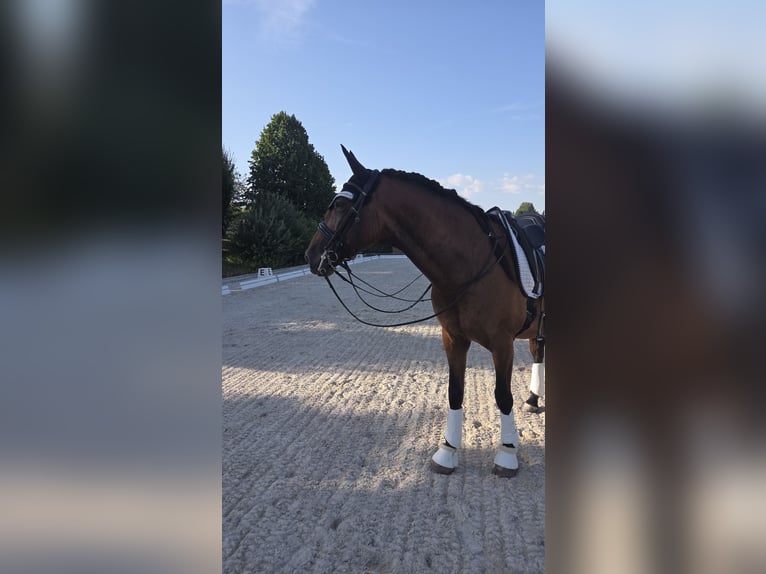 PRE Mix Wallach 10 Jahre 171 cm Brauner in Rohr in Niederbayern
