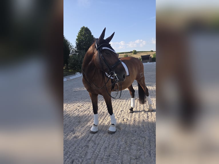 PRE Mix Wallach 10 Jahre 171 cm Brauner in Rohr in Niederbayern