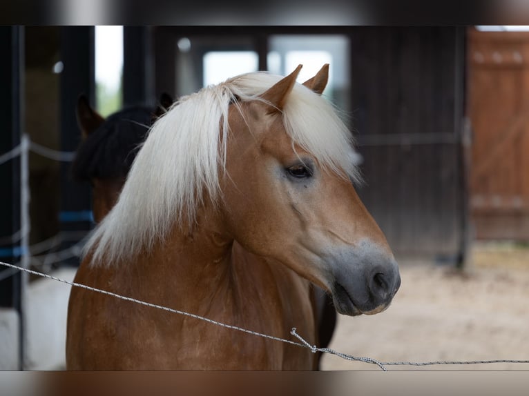 PRE Mix Wallach 10 Jahre in Brennberg