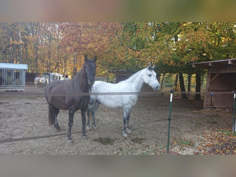 PRE Wallach 11 Jahre 153 cm Rappe in Langenaltheim