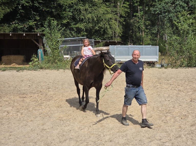 PRE Wallach 11 Jahre 153 cm Rappe in Langenaltheim