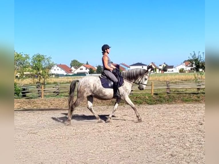 PRE Mix Wallach 11 Jahre 154 cm Apfelschimmel in Karlshuld