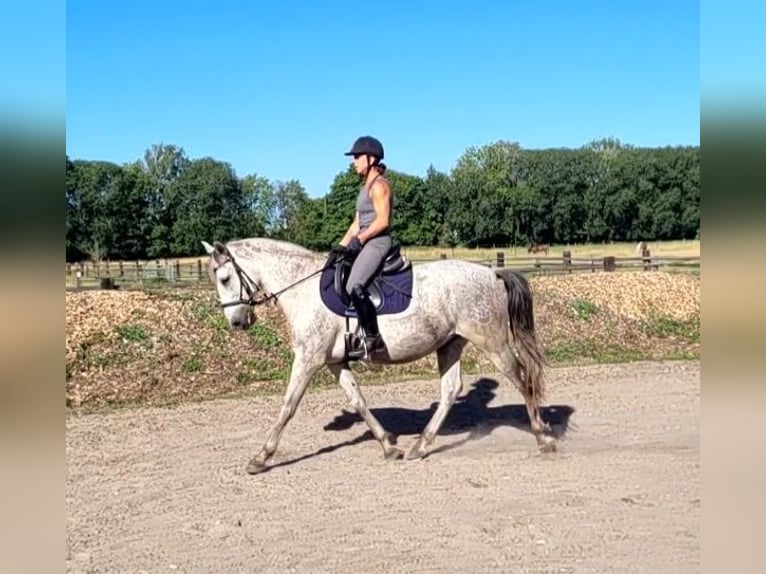 PRE Mix Wallach 11 Jahre 154 cm Apfelschimmel in Karlshuld