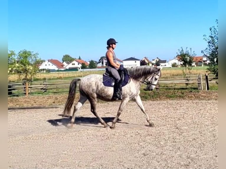 PRE Mix Wallach 11 Jahre 154 cm Apfelschimmel in Karlshuld