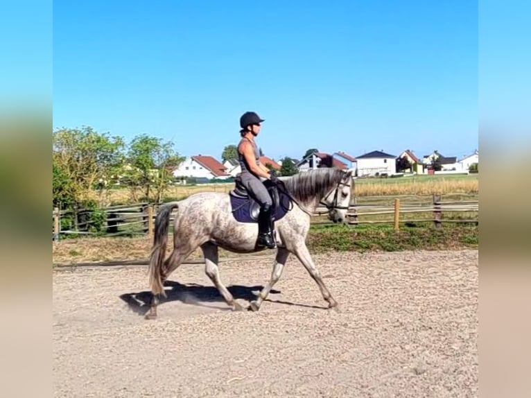 PRE Mix Wallach 11 Jahre 154 cm Apfelschimmel in Karlshuld
