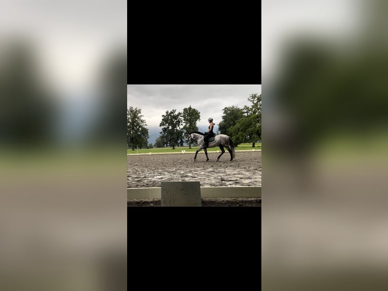 PRE Mix Wallach 11 Jahre 155 cm Apfelschimmel in Dornbirn