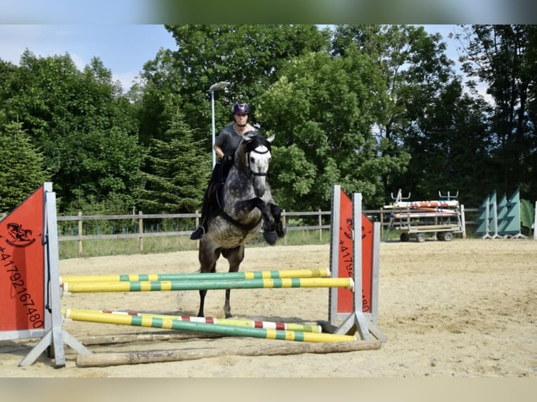 PRE Mix Wallach 11 Jahre 155 cm Apfelschimmel in Dornbirn