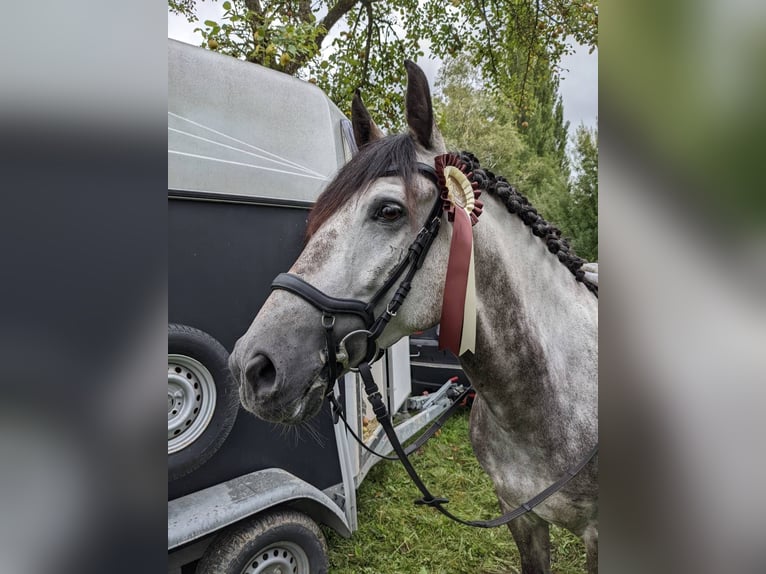 PRE Mix Wallach 11 Jahre 155 cm Apfelschimmel in Dornbirn