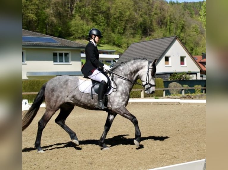 PRE Mix Wallach 11 Jahre 155 cm Apfelschimmel in Dornbirn