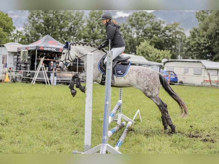 PRE Mix Wallach 11 Jahre 155 cm Apfelschimmel in Dornbirn