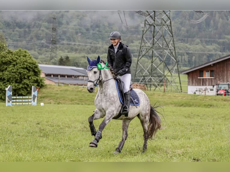 PRE Mix Wallach 11 Jahre 155 cm Apfelschimmel in Dornbirn