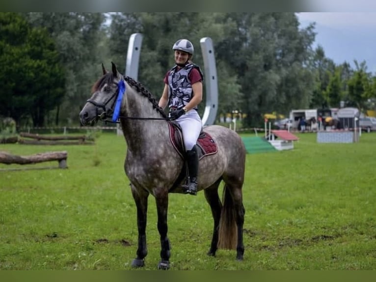 PRE Mix Wallach 11 Jahre 155 cm Apfelschimmel in Dornbirn