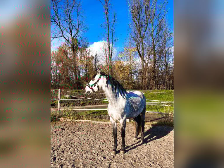 PRE Mix Wallach 11 Jahre 155 cm Apfelschimmel in Dornbirn