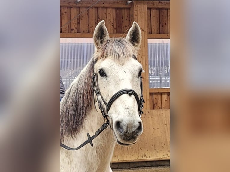 PRE Mix Wallach 11 Jahre 155 cm Apfelschimmel in Karlshuld