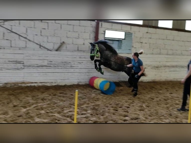 PRE Mix Wallach 11 Jahre 156 cm Apfelschimmel in Friedberg