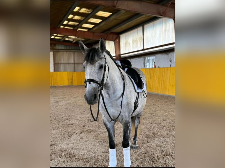 PRE Mix Wallach 11 Jahre 156 cm Apfelschimmel in Friedberg