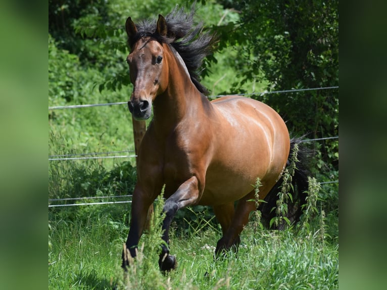 PRE Mix Wallach 11 Jahre 156 cm Dunkelbrauner in Bosau