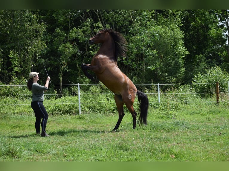 PRE Mix Wallach 11 Jahre 156 cm Dunkelbrauner in Bosau