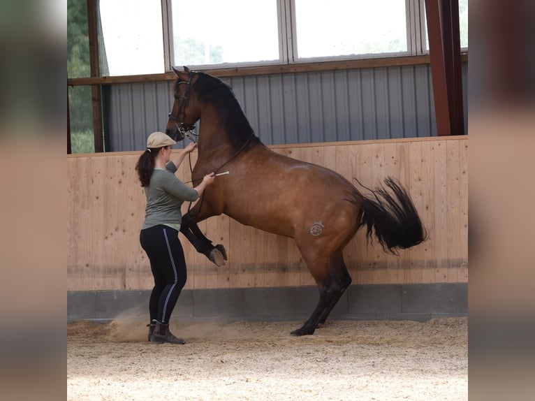 PRE Mix Wallach 11 Jahre 156 cm Dunkelbrauner in Bosau