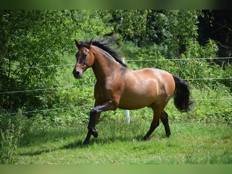 PRE Mix Wallach 11 Jahre 156 cm Dunkelbrauner in Bosau