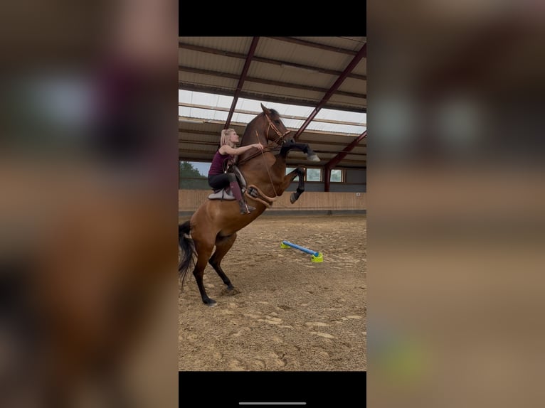 PRE Mix Wallach 11 Jahre 156 cm Dunkelbrauner in Bosau