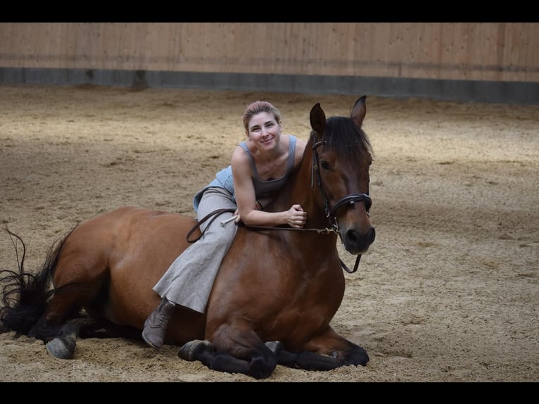 PRE Mix Wallach 11 Jahre 156 cm Dunkelbrauner in Bosau