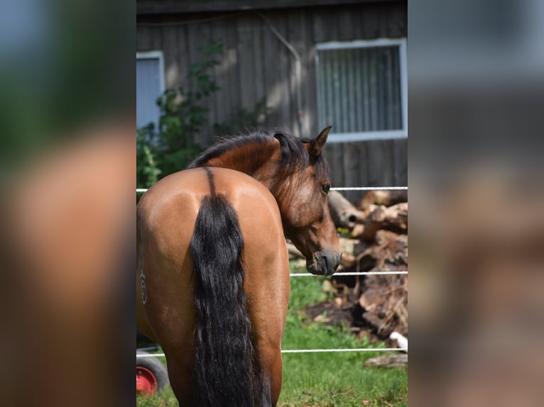 PRE Mix Wallach 11 Jahre 156 cm Dunkelbrauner in Bosau