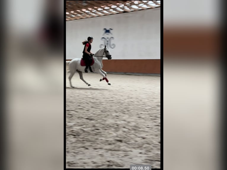 PRE Mix Wallach 11 Jahre 156 cm Schimmel in G&#xF6;rlitz