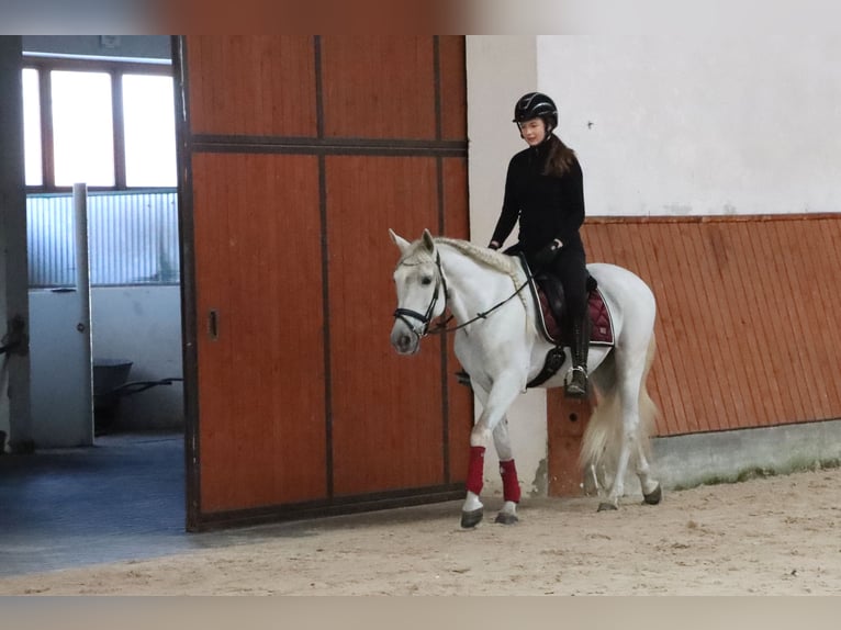PRE Mix Wallach 11 Jahre 156 cm Schimmel in G&#xF6;rlitz