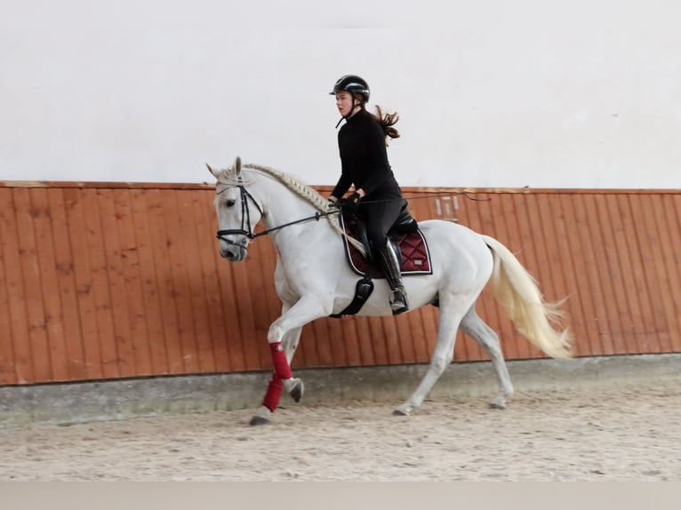 PRE Mix Wallach 11 Jahre 156 cm Schimmel in G&#xF6;rlitz