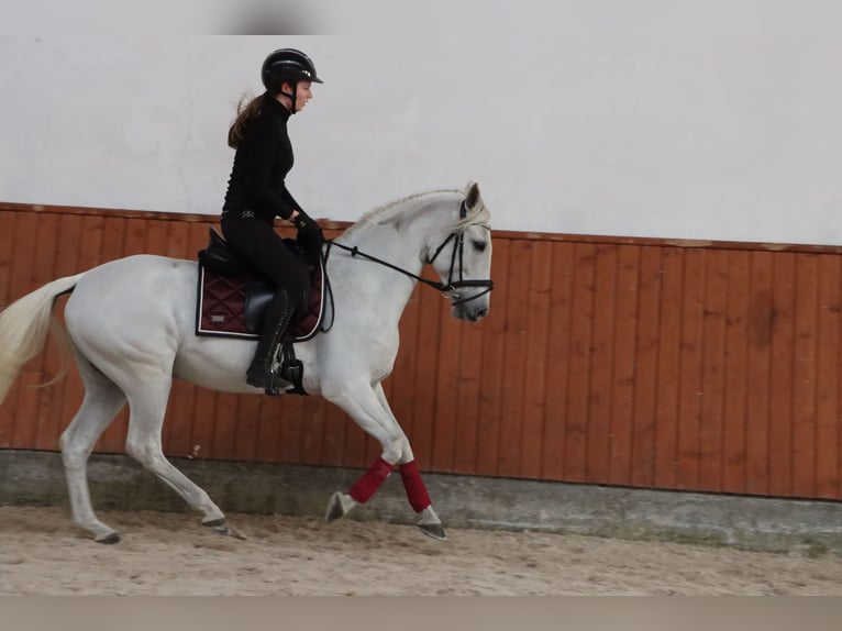 PRE Mix Wallach 11 Jahre 156 cm Schimmel in G&#xF6;rlitz