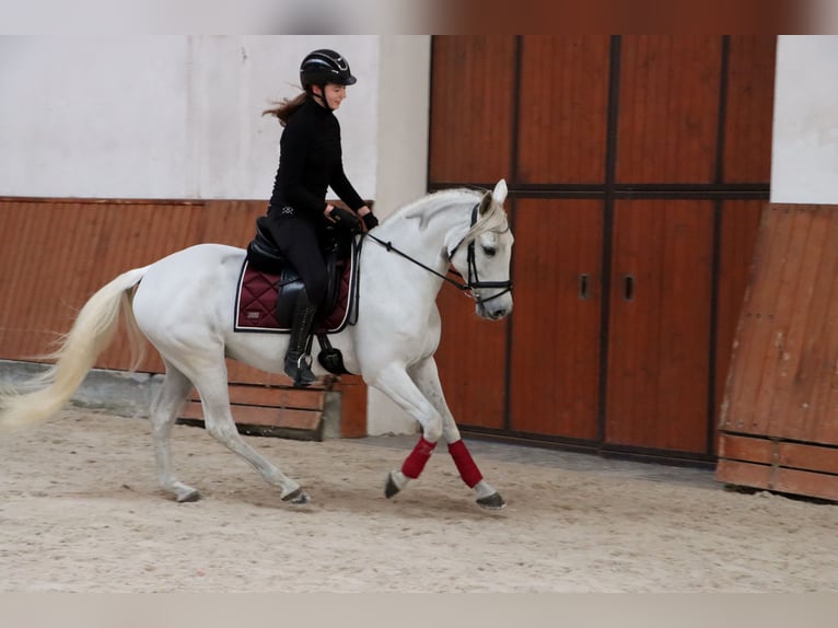 PRE Mix Wallach 11 Jahre 156 cm Schimmel in G&#xF6;rlitz