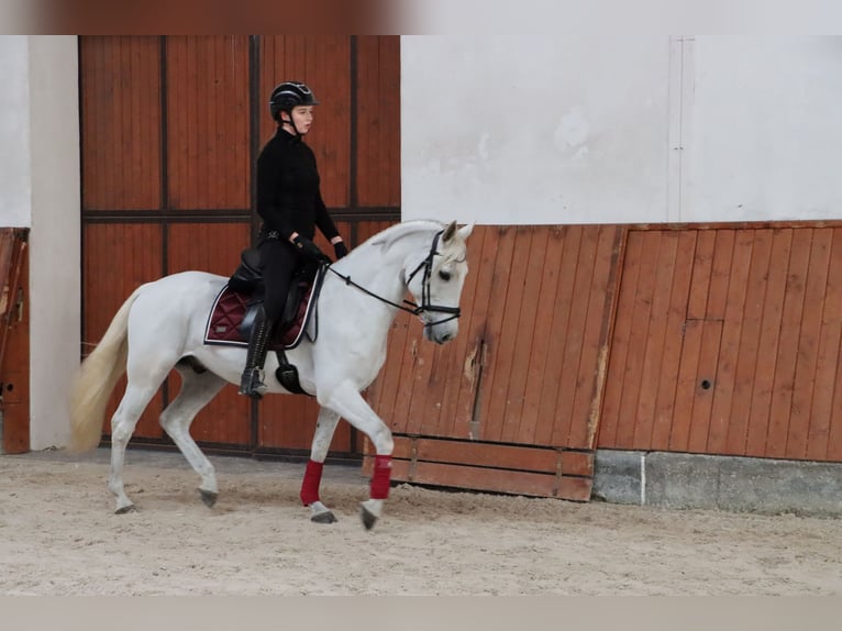 PRE Mix Wallach 11 Jahre 156 cm Schimmel in G&#xF6;rlitz