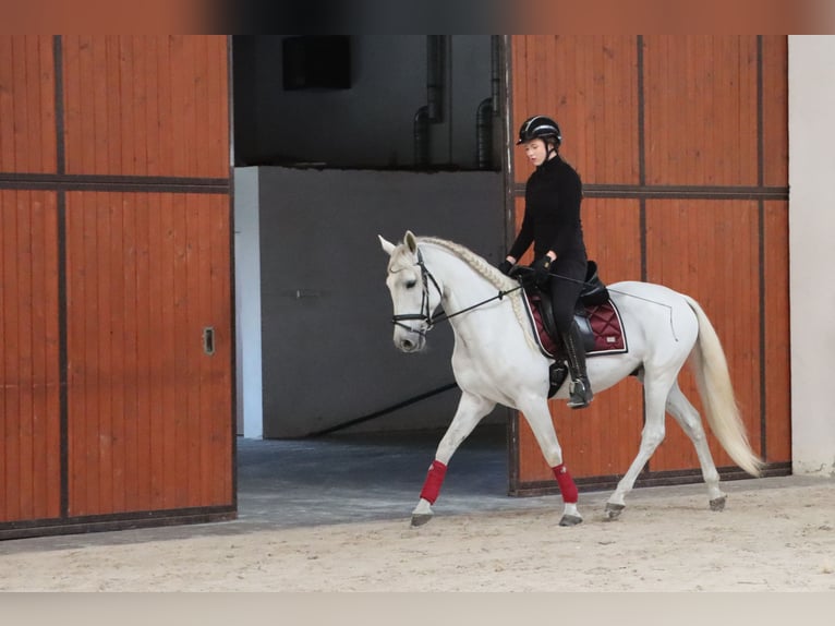 PRE Mix Wallach 11 Jahre 156 cm Schimmel in G&#xF6;rlitz
