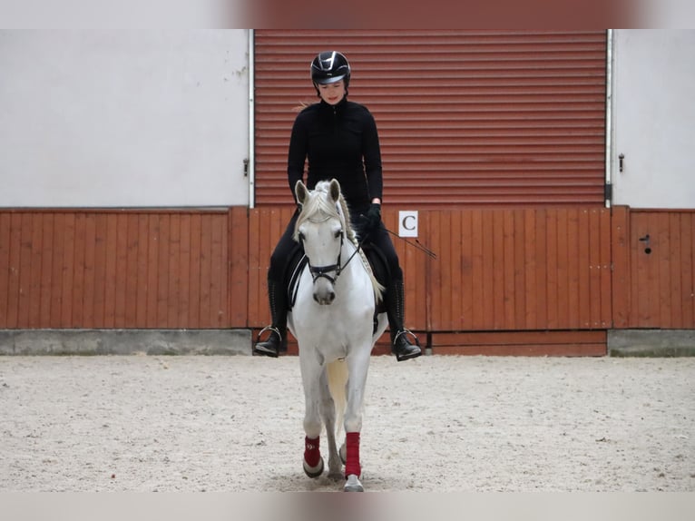 PRE Mix Wallach 11 Jahre 156 cm Schimmel in G&#xF6;rlitz