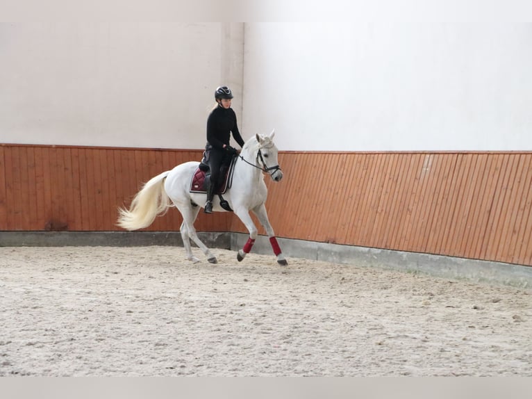 PRE Mix Wallach 11 Jahre 156 cm Schimmel in G&#xF6;rlitz