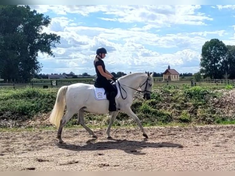 PRE Wallach 11 Jahre 156 cm Schimmel in Karlshuld