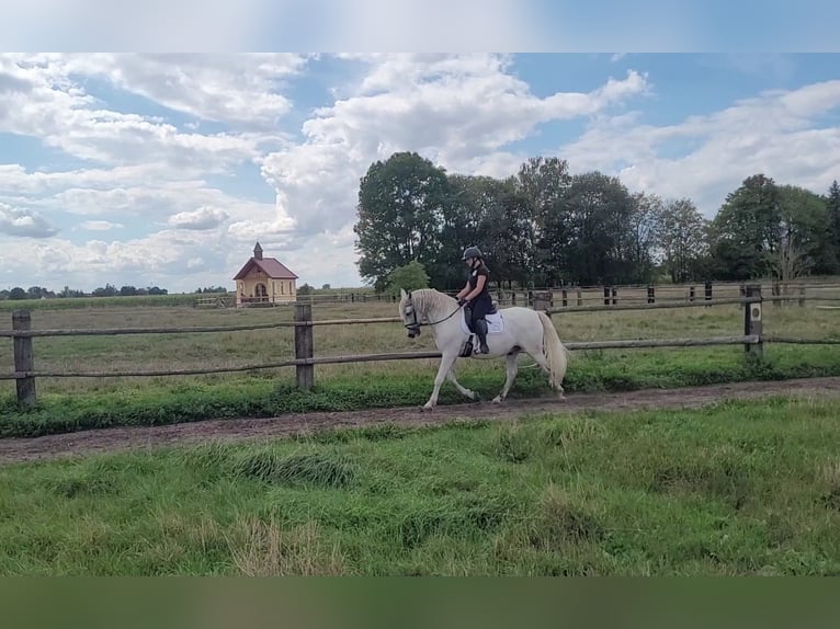 PRE Wallach 11 Jahre 156 cm Schimmel in Karlshuld