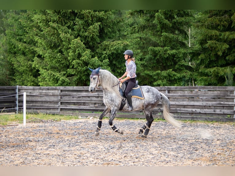 PRE Wallach 11 Jahre 157 cm Schimmel in Tartu