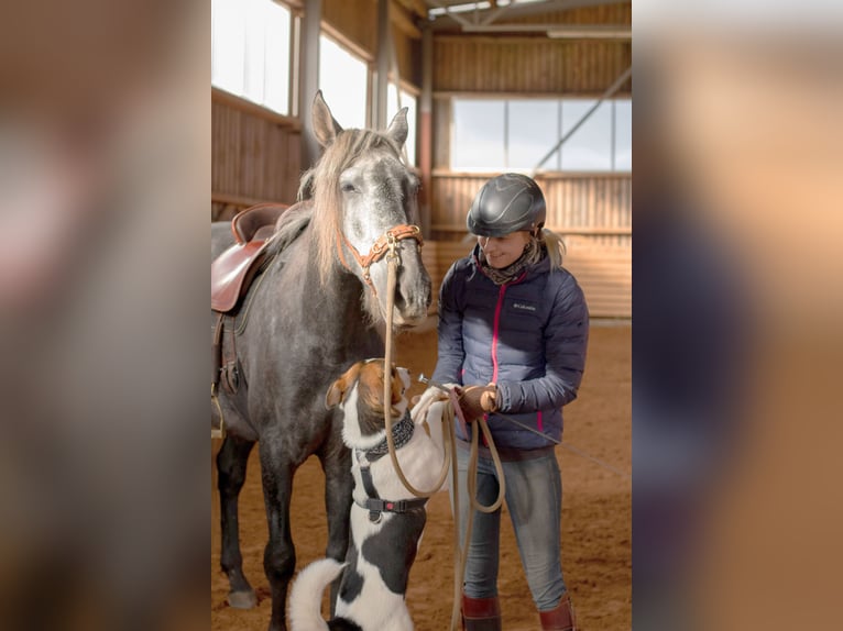 PRE Wallach 11 Jahre 157 cm Schimmel in Tartu