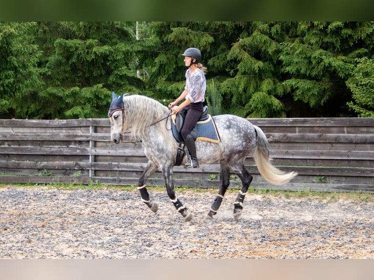PRE Wallach 11 Jahre 157 cm Schimmel in Tartu