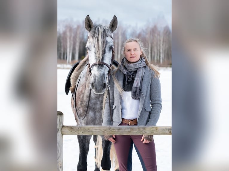 PRE Wallach 11 Jahre 157 cm Schimmel in Tartu
