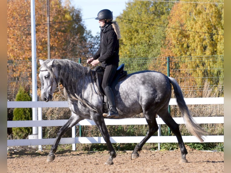 PRE Wallach 11 Jahre 157 cm Schimmel in Tartu