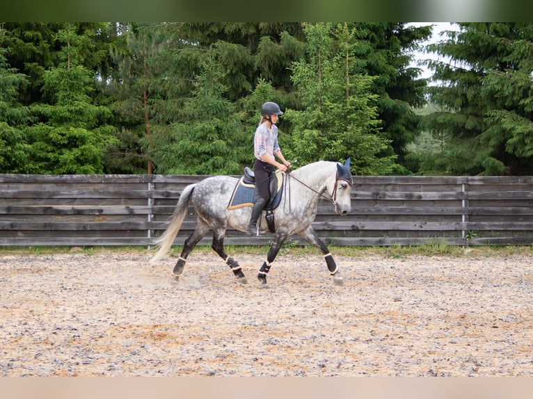 PRE Wallach 11 Jahre 157 cm Schimmel in Tartu