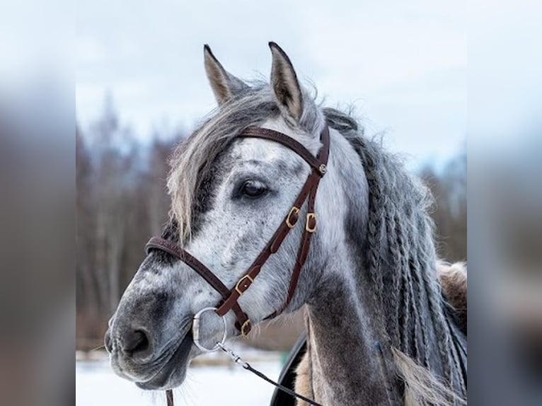 PRE Wallach 11 Jahre 157 cm Schimmel in Tartu